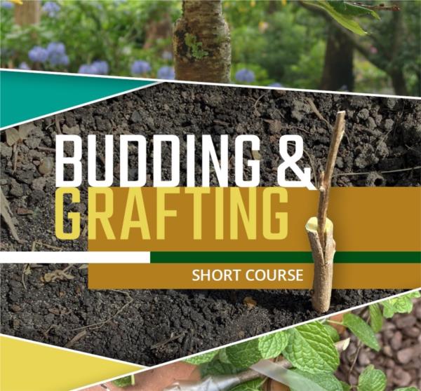 Budding and Grafting - Short Course