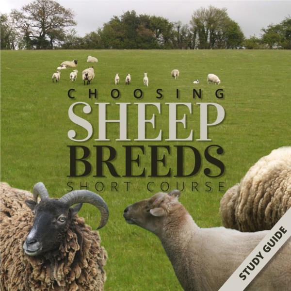 Sheep Breeds- Short Course